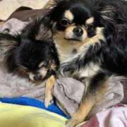 ヒメ日記 2025/06/11 14:10 投稿 真央（人妻） Yシャツと私