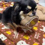 ヒメ日記 2025/06/14 11:38 投稿 真央（人妻） Yシャツと私