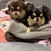 ヒメ日記 2025/07/06 14:48 投稿 真央（人妻） Yシャツと私