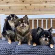 ヒメ日記 2025/08/02 11:52 投稿 真央（人妻） Yシャツと私