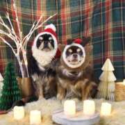 ヒメ日記 2025/12/06 09:44 投稿 真央（人妻） Yシャツと私