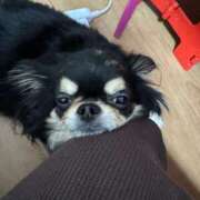 ヒメ日記 2026/02/05 11:38 投稿 真央（人妻） Yシャツと私