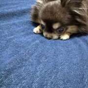 ヒメ日記 2026/02/06 16:10 投稿 真央（人妻） Yシャツと私