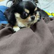 ヒメ日記 2026/02/11 07:56 投稿 真央（人妻） Yシャツと私