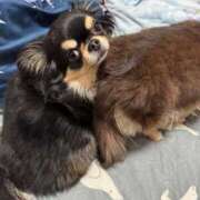 ヒメ日記 2026/02/12 07:47 投稿 真央（人妻） Yシャツと私