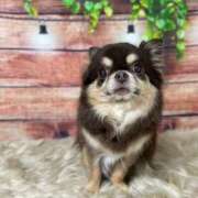 ヒメ日記 2026/02/16 11:55 投稿 真央（人妻） Yシャツと私