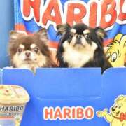 ヒメ日記 2026/02/17 07:24 投稿 真央（人妻） Yシャツと私