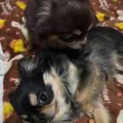 ヒメ日記 2026/02/18 11:55 投稿 真央（人妻） Yシャツと私