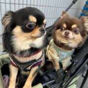 ヒメ日記 2026/02/19 07:51 投稿 真央（人妻） Yシャツと私