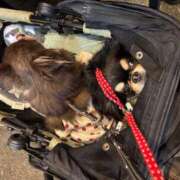 ヒメ日記 2026/02/21 11:44 投稿 真央（人妻） Yシャツと私