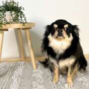 ヒメ日記 2026/02/25 11:48 投稿 真央（人妻） Yシャツと私