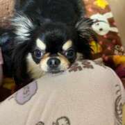 ヒメ日記 2026/02/26 11:54 投稿 真央（人妻） Yシャツと私