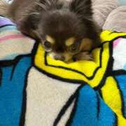 ヒメ日記 2026/02/28 11:41 投稿 真央（人妻） Yシャツと私