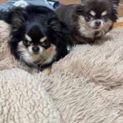 ヒメ日記 2026/03/03 12:48 投稿 真央（人妻） Yシャツと私