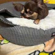 ヒメ日記 2026/03/08 07:19 投稿 真央（人妻） Yシャツと私