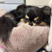 ヒメ日記 2026/03/18 14:37 投稿 真央（人妻） Yシャツと私