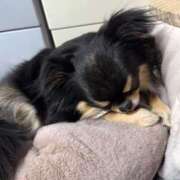 ヒメ日記 2026/03/23 11:42 投稿 真央（人妻） Yシャツと私