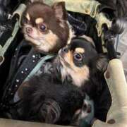 ヒメ日記 2026/03/28 11:50 投稿 真央（人妻） Yシャツと私