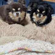 ヒメ日記 2026/03/29 11:39 投稿 真央（人妻） Yシャツと私