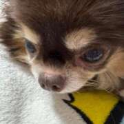 ヒメ日記 2026/03/30 12:52 投稿 真央（人妻） Yシャツと私