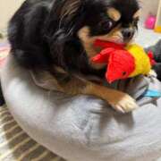 ヒメ日記 2026/04/02 14:51 投稿 真央（人妻） Yシャツと私