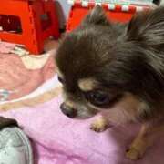 ヒメ日記 2026/04/04 12:51 投稿 真央（人妻） Yシャツと私