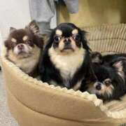 ヒメ日記 2026/04/07 10:49 投稿 真央（人妻） Yシャツと私