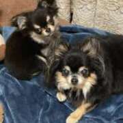 ヒメ日記 2026/04/10 17:34 投稿 真央（人妻） Yシャツと私