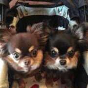 ヒメ日記 2026/04/14 11:47 投稿 真央（人妻） Yシャツと私