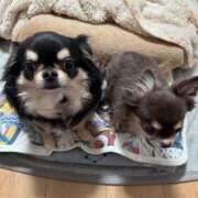 ヒメ日記 2026/04/17 17:23 投稿 真央（人妻） Yシャツと私