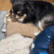 ヒメ日記 2026/04/21 11:53 投稿 真央（人妻） Yシャツと私