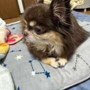 ヒメ日記 2026/06/24 12:04 投稿 真央（人妻） Yシャツと私