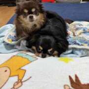 真央（人妻） 出勤 Yシャツと私