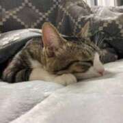 ヒメ日記 2024/12/28 12:27 投稿 みゆき（人妻） Yシャツと私