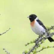 ヒメ日記 2025/06/06 20:01 投稿 みゆき（人妻） Yシャツと私