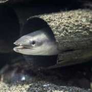 ヒメ日記 2025/06/08 22:45 投稿 みゆき（人妻） Yシャツと私