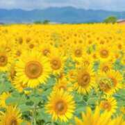 ヒメ日記 2025/06/22 23:46 投稿 みゆき（人妻） Yシャツと私