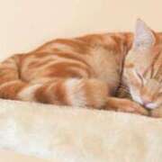 みゆき（人妻） うたたね最高🩷 Yシャツと私