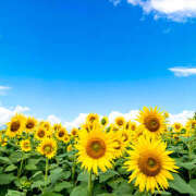 ヒメ日記 2025/07/09 10:20 投稿 りおな 和歌山人妻援護会