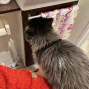 ヒメ日記 2025/02/18 21:01 投稿 桜蘭ひなの（パイパン・エロ尻） ソープランド ZERO