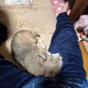 ヒメ日記 2025/05/26 04:06 投稿 桜蘭ひなの（パイパン・エロ尻） ソープランド ZERO