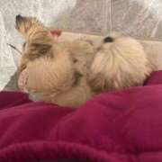 ヒメ日記 2025/11/07 05:16 投稿 桜蘭ひなの（パイパン・エロ尻） ソープランド ZERO