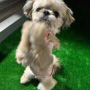 ヒメ日記 2025/11/26 21:56 投稿 桜蘭ひなの（パイパン・エロ尻） ソープランド ZERO