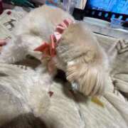 ヒメ日記 2025/11/30 03:16 投稿 桜蘭ひなの（パイパン・エロ尻） ソープランド ZERO