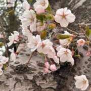 ヒメ日記 2026/04/27 16:06 投稿 桜蘭ひなの（パイパン・エロ尻） ソープランド ZERO