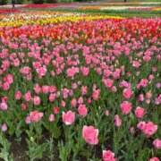 ヒメ日記 2025/05/31 17:06 投稿 白咲りお（巨乳・スタイル抜群） ソープランド ZERO