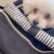 ヒメ日記 2026/03/03 17:16 投稿 白咲りお（巨乳・スタイル抜群） ソープランド ZERO