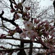 ヒメ日記 2025/04/27 13:06 投稿 柏瑠々(巨乳・美尻・エロイ) ソープランド ZERO