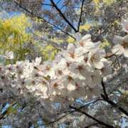 ヒメ日記 2025/05/06 17:07 投稿 柏瑠々(巨乳・美尻・エロイ) ソープランド ZERO