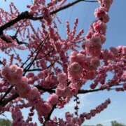 ヒメ日記 2025/05/10 19:26 投稿 柏瑠々(巨乳・美尻・エロイ) ソープランド ZERO